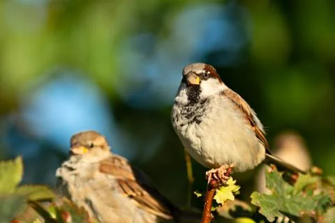 Birds Stock Photos