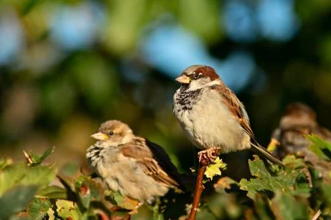 Birds Stock Photos
