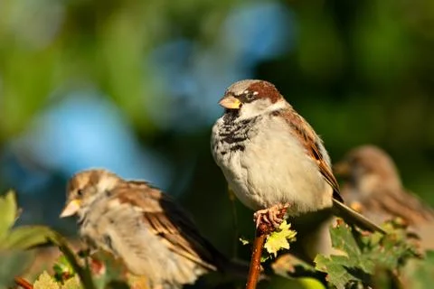 Birds Stock Photos