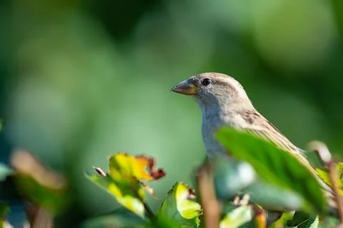 Birds Stock Photos