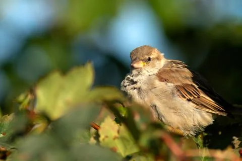 Birds Stock Photos