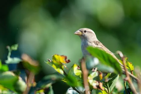 Birds Stock Photos
