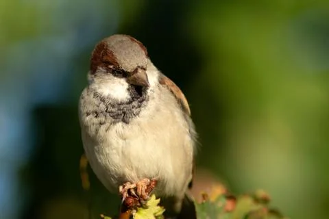 Birds Stock Photos