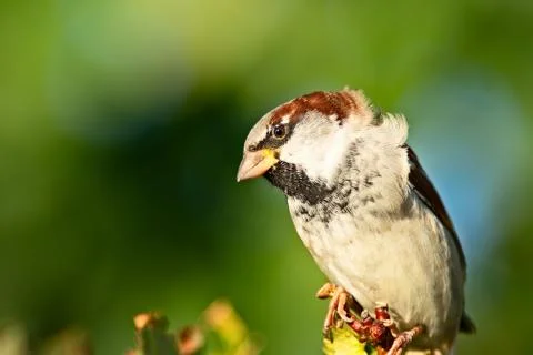 Birds Stock Photos