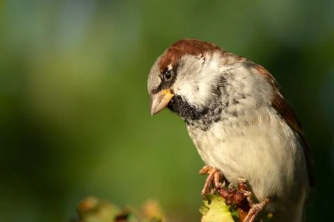 Birds Stock Photos