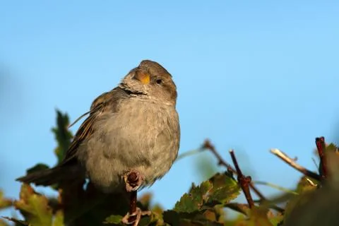 Birds Stock Photos