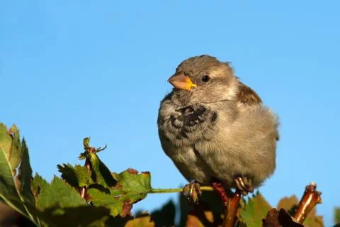Birds Stock Photos