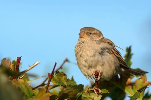 Birds Stock Photos