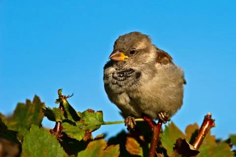 Birds Stock Photos
