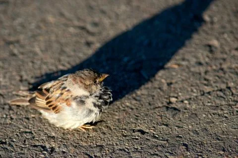 Birds Stock Photos