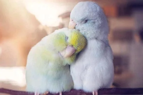 Birds 库存照片