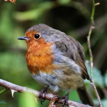 Birds Stock Photos
