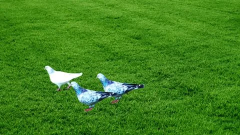 Birds Stock Photos