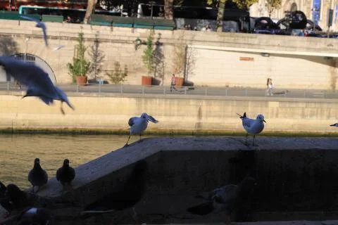 Birds Stock Photos