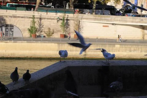 Birds Stock Photos