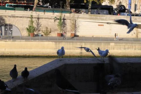 Birds Stock Photos