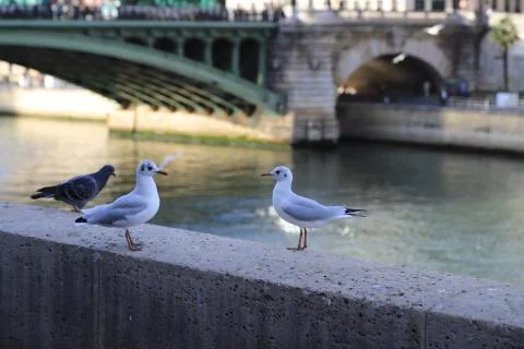 Birds Stock Photos
