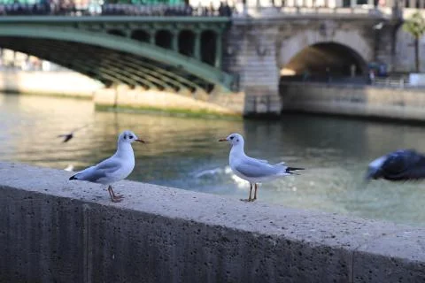 Birds Stock Photos