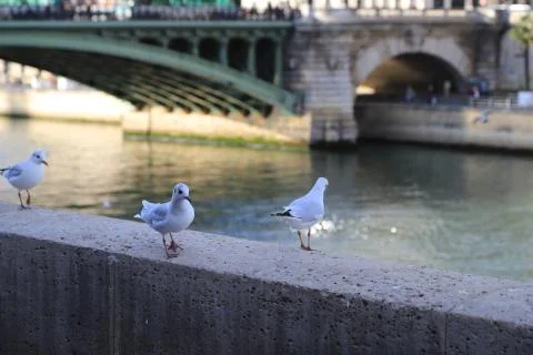 Birds Stock Photos
