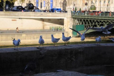 Birds Stock Photos