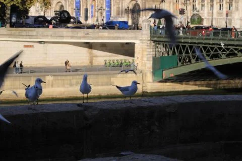 Birds Stock Photos