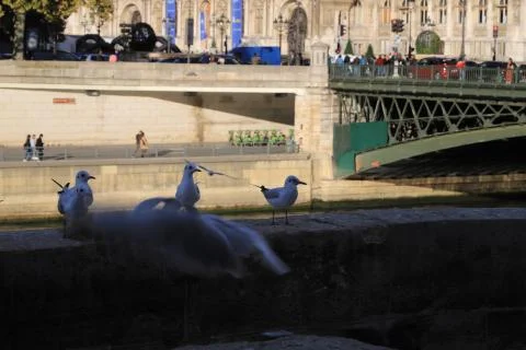 Birds Stock Photos