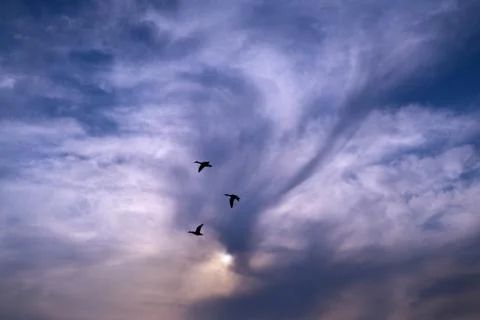 Birds Foto stock