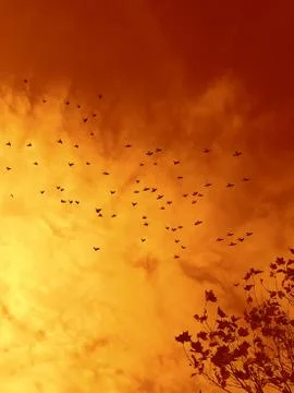 The Birds Stock Photos