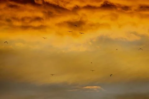 Birds 库存照片