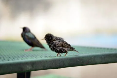 Birds Stock Photos