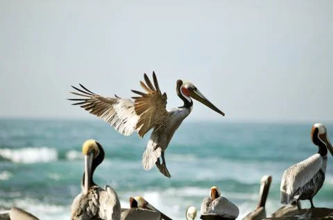 Birds Stock Photos