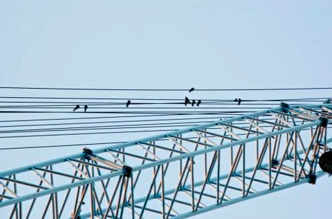 Birds Stock Photos