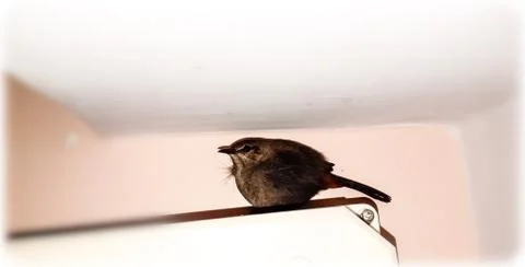 Birds Stock Photos