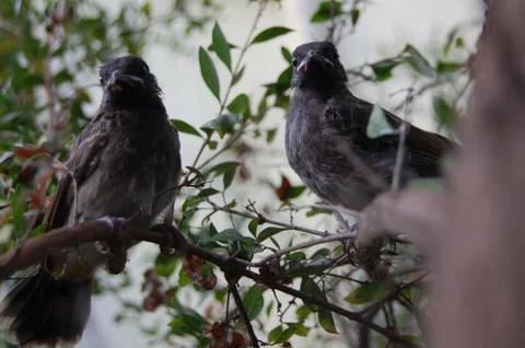 Birds Stock Photos