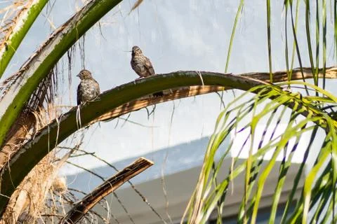 Birds 스톡 사진
