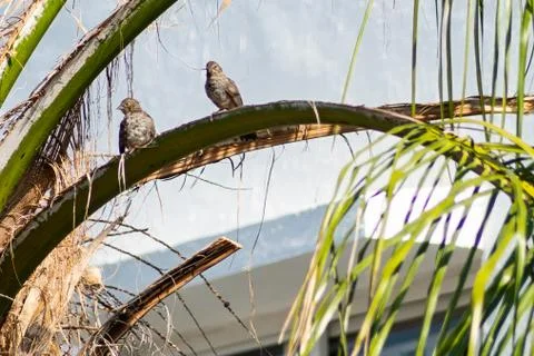 Birds 스톡 사진