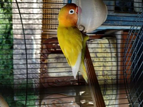 Birds Stockfoto's