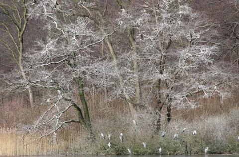 Birds Stock Photos