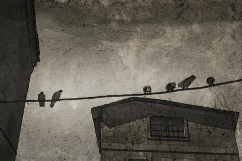 BIRDS Stock Photos