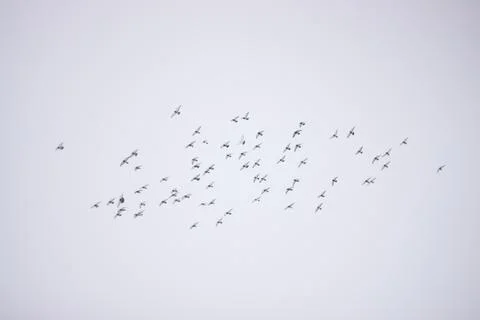 Birds Stock Photos