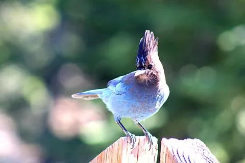 Birds Stock Photos