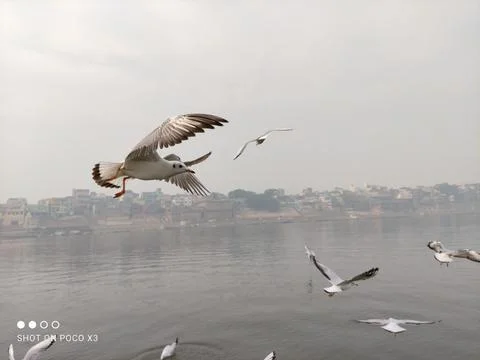 BIRDS Stock Photos