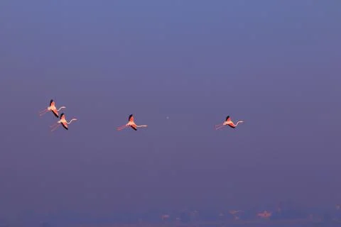 Birds Photos