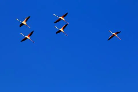 Birds Fotos Stock