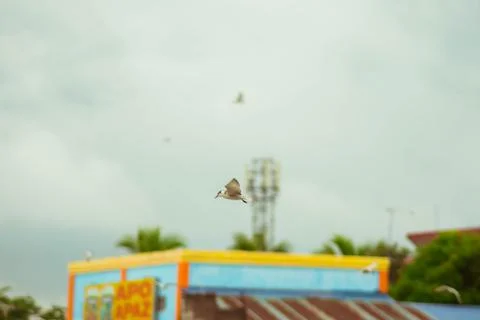 Birds Stock Photos