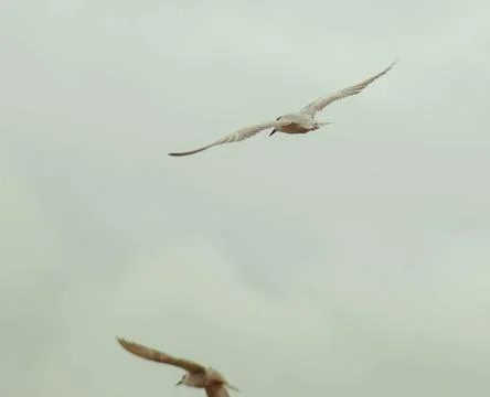 Birds Stock Photos