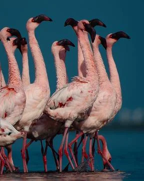 Birds Stock Photos