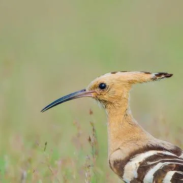 Birds Stock Photos