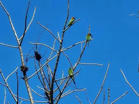 Birds Stock Photos