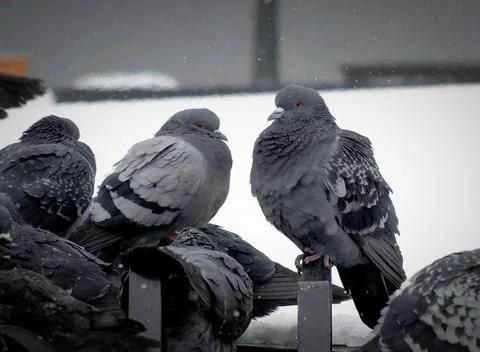 Birds Stock Photos